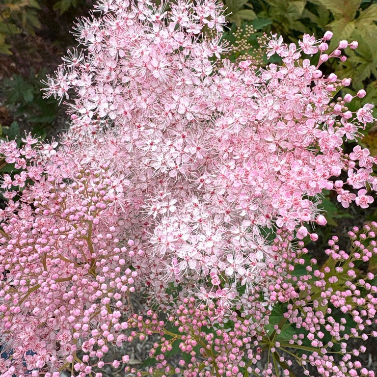 Filipendula rubra ( ฟิลิเพนดูลา รูบร่า ) 40 เมล็ด นำเข้าจาก อเมริกา