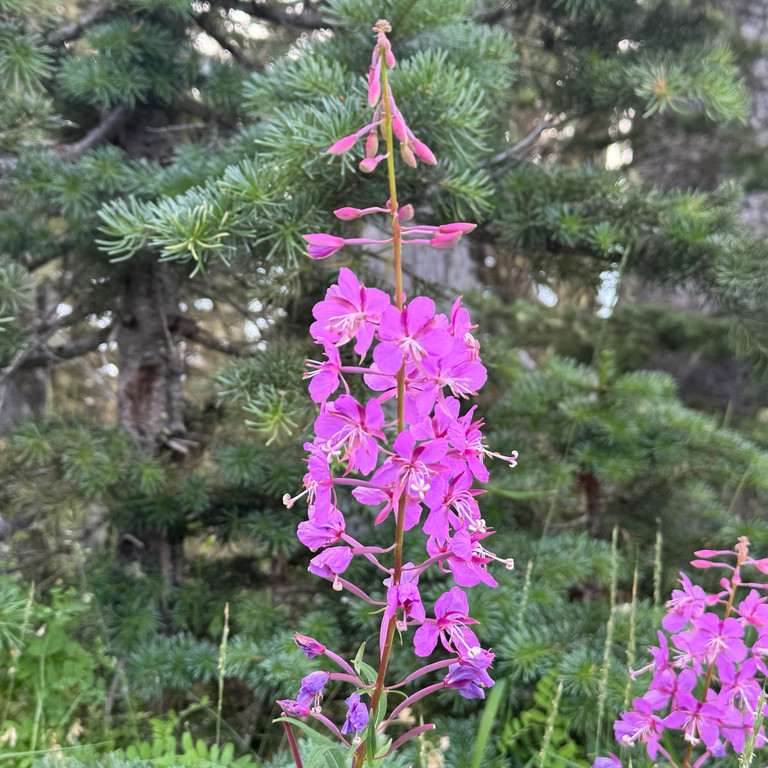Epilobium angustifolium ( โรสเบย์วิลโลว์เฮิร์บ  ) 60 เมล็ด