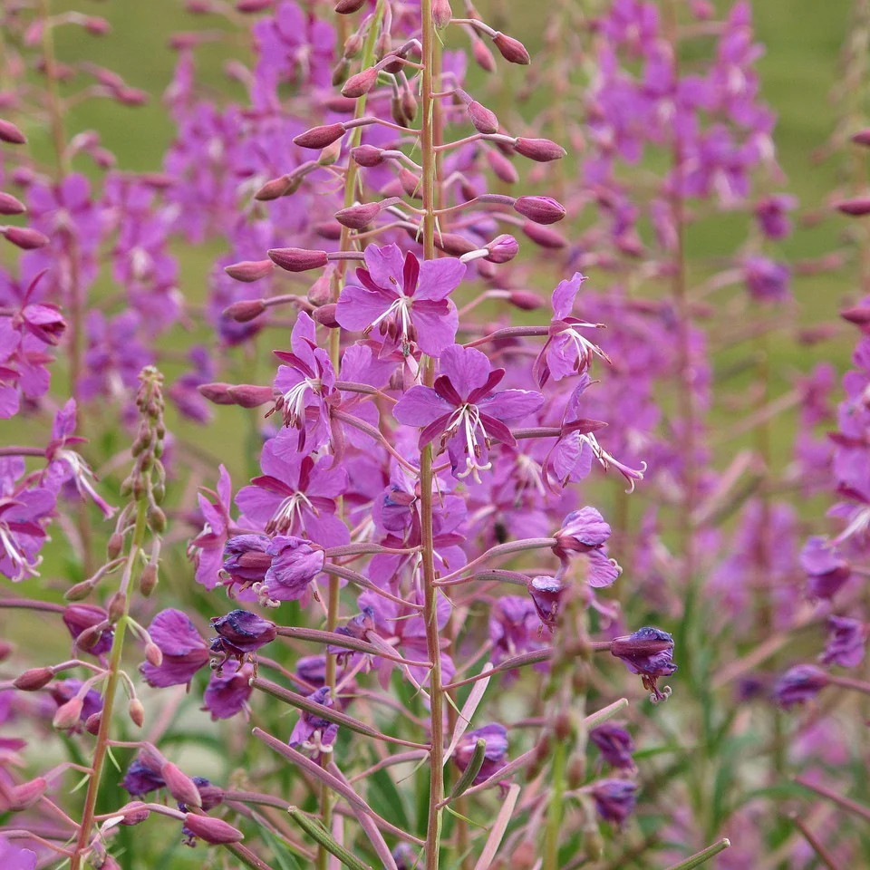 Epilobium angustifolium ( โรสเบย์วิลโลว์เฮิร์บ  ) 60 เมล็ด