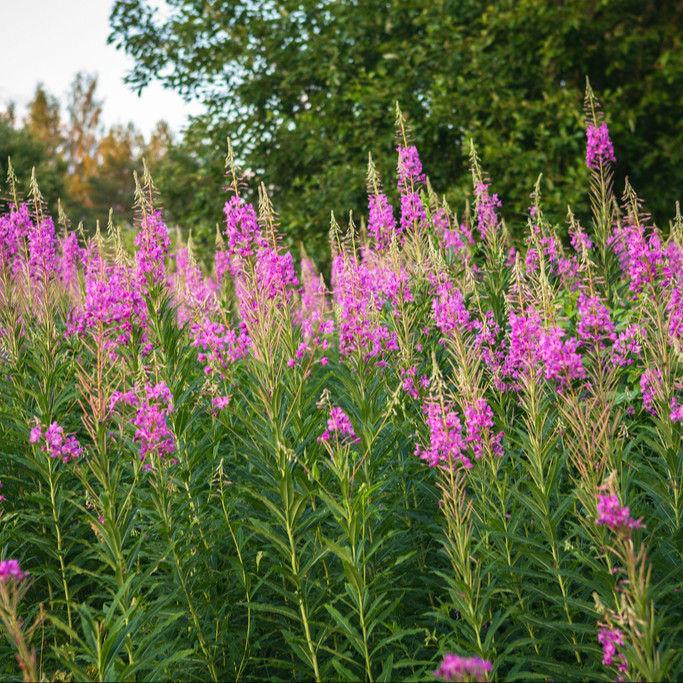 Epilobium angustifolium ( โรสเบย์วิลโลว์เฮิร์บ  ) 60 เมล็ด