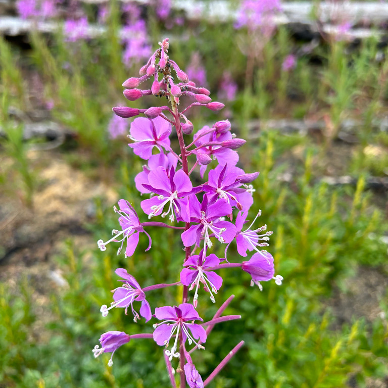 Epilobium angustifolium ( โรสเบย์วิลโลว์เฮิร์บ  ) 60 เมล็ด