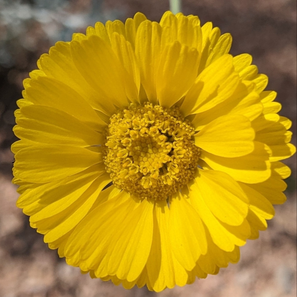 Baileya multiradiata (ดาวเรืองทะเลทราย) 30 เมล็ด