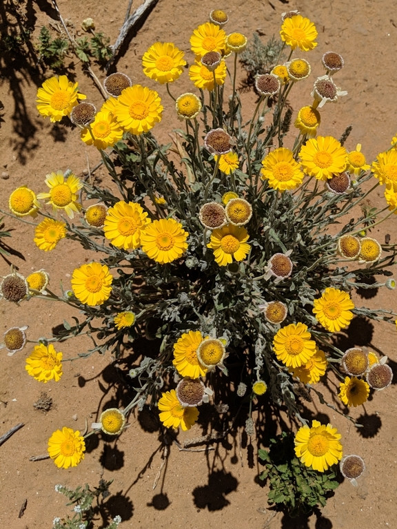 Baileya multiradiata (ดาวเรืองทะเลทราย) 30 เมล็ด