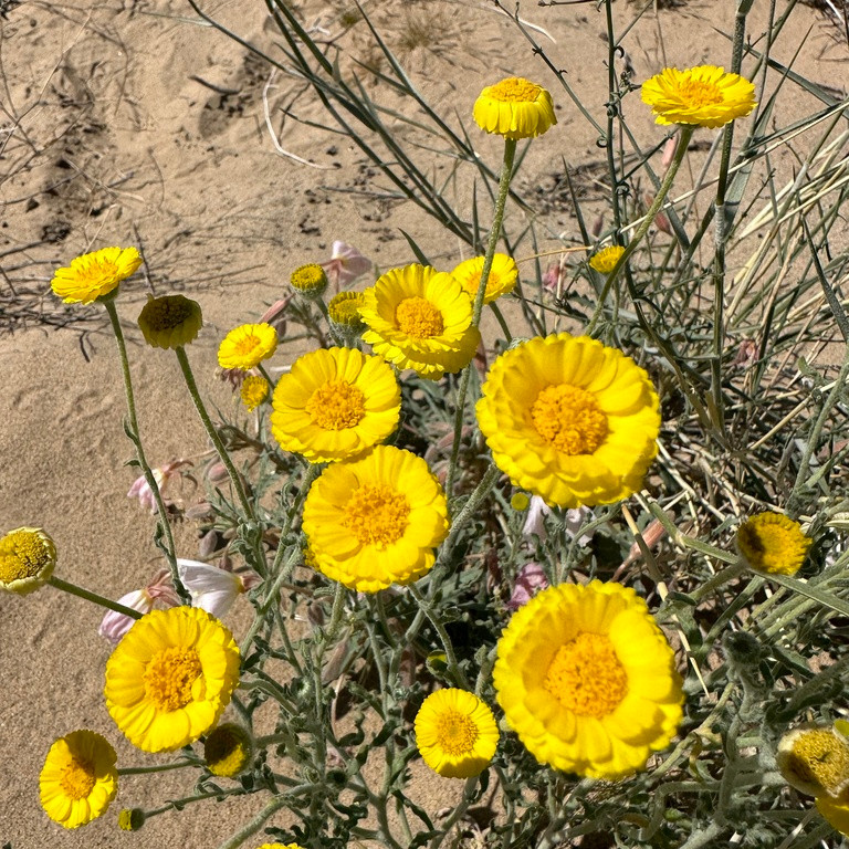 Baileya multiradiata (ดาวเรืองทะเลทราย) 30 เมล็ด