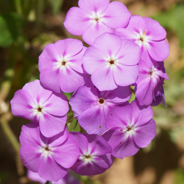 Annual Phlox (ดรัมมอนด์ฟลอกซ์) 100 เมล็ด