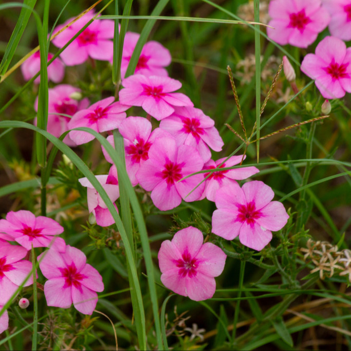 Annual Phlox (ดรัมมอนด์ฟลอกซ์) 100 เมล็ด