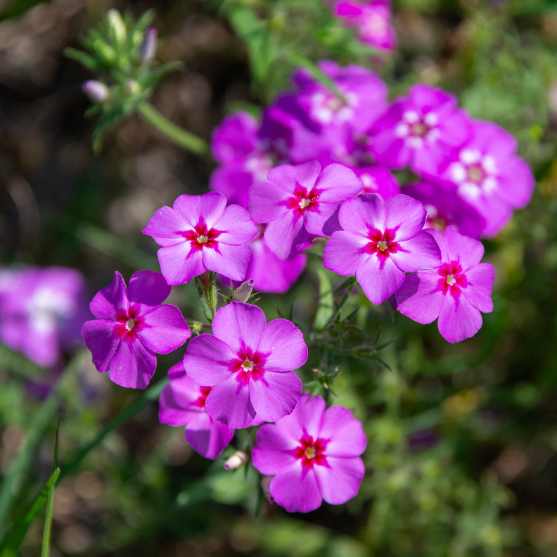 Annual Phlox (ดรัมมอนด์ฟลอกซ์) 200 เมล็ด