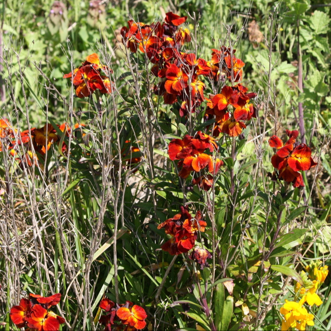 Cheiranthus cheiri (เชอแรนธัส เคอิไร) 180 เมล็ด