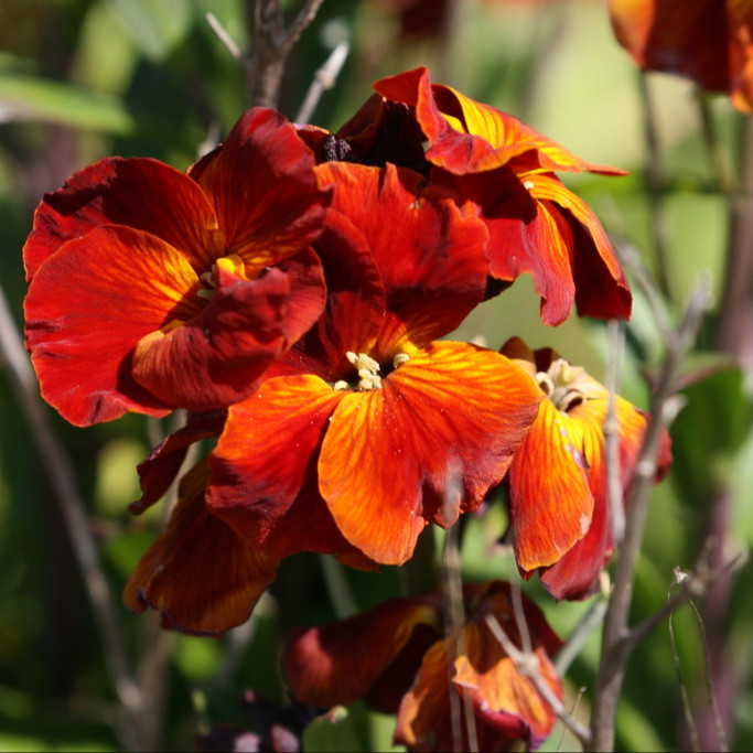 Cheiranthus cheiri (เชอแรนธัส เคอิไร) 180 เมล็ด