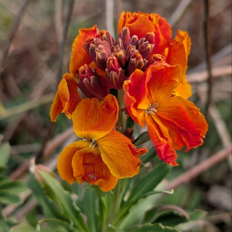 Cheiranthus cheiri (เชอแรนธัส เคอิไร) 180 เมล็ด