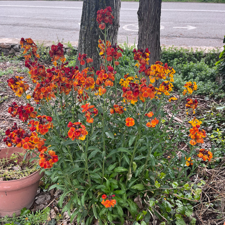 Cheiranthus cheiri (เชอแรนธัส เคอิไร) 180 เมล็ด