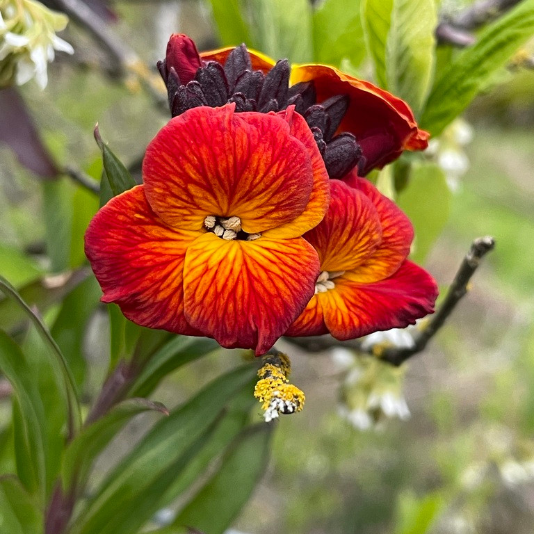 Cheiranthus cheiri (เชอแรนธัส เคอิไร) 180 เมล็ด