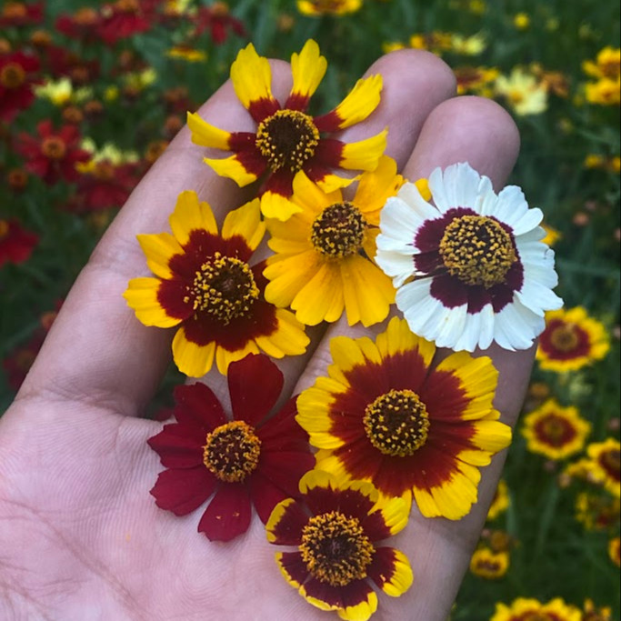 Coreopsis tinctoria ( ตาเสือเเคระ ) 250 เมล็ด เมล็ดนำเข้าจาก อเมริกา