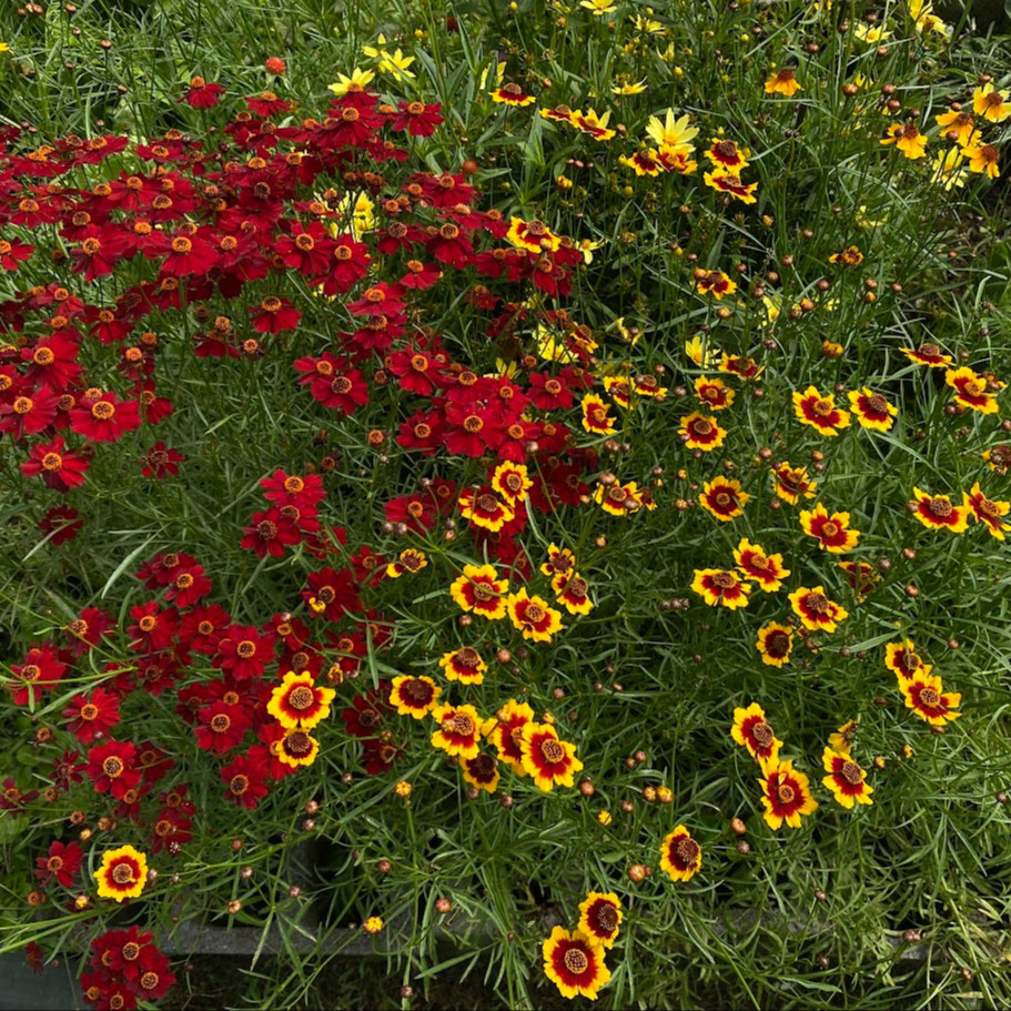 Coreopsis tinctoria ( ตาเสือเเคระ ) 250 เมล็ด เมล็ดนำเข้าจาก อเมริกา