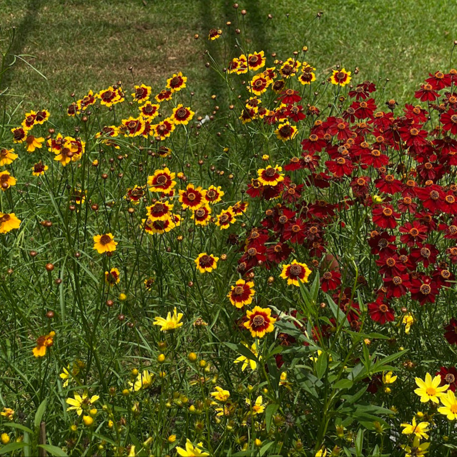 Coreopsis tinctoria ( ตาเสือเเคระ ) 250 เมล็ด เมล็ดนำเข้าจาก อเมริกา