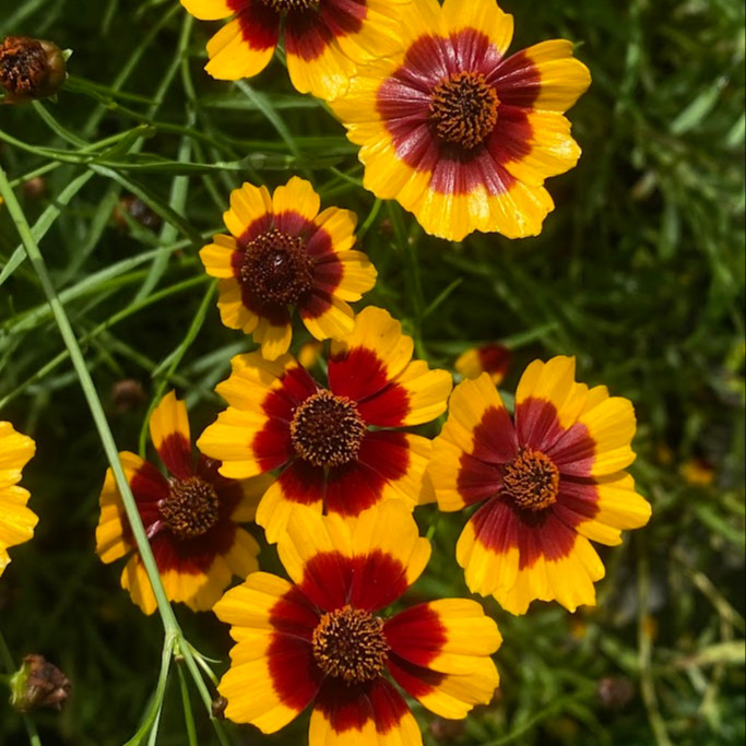 Coreopsis tinctoria ( ตาเสือเเคระ ) 250 เมล็ด เมล็ดนำเข้าจาก อเมริกา