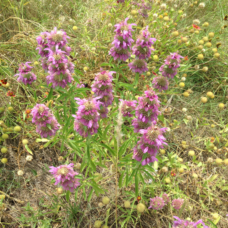 Monarda citriodora ( เลมอนบีบาล์ม ) 180 เมล็ด