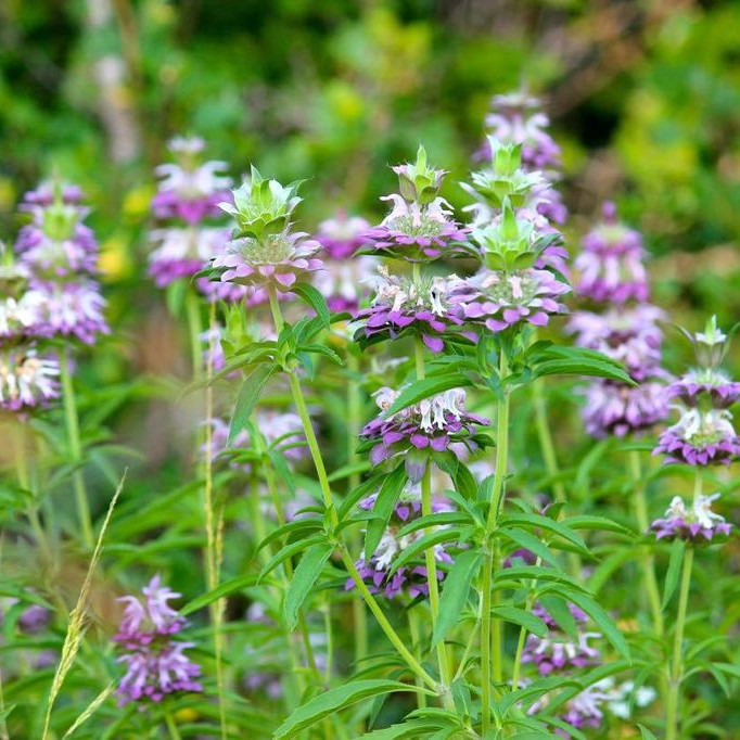 Monarda citriodora ( เลมอนบีบาล์ม ) 180 เมล็ด