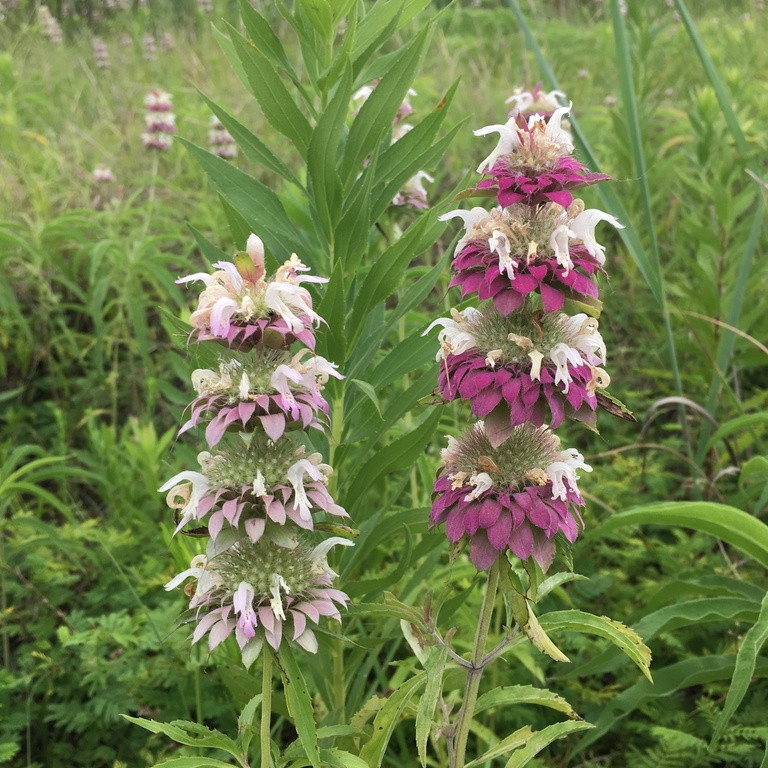 Monarda citriodora ( เลมอนบีบาล์ม ) 180 เมล็ด