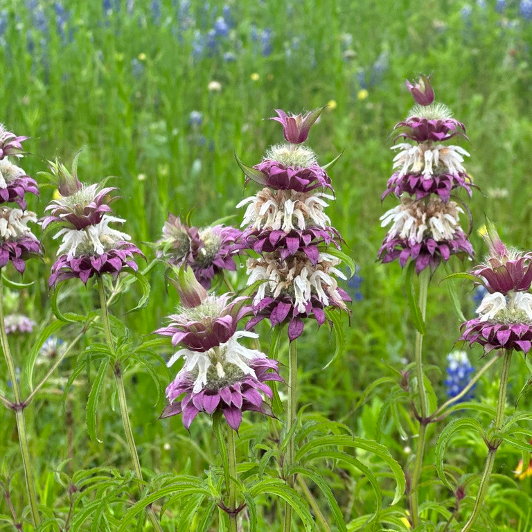 Monarda citriodora ( เลมอนบีบาล์ม ) 180 เมล็ด