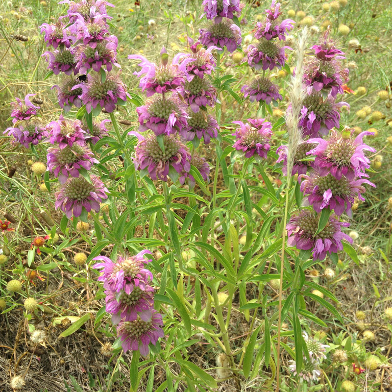 Monarda citriodora ( เลมอนบีบาล์ม ) 180 เมล็ด