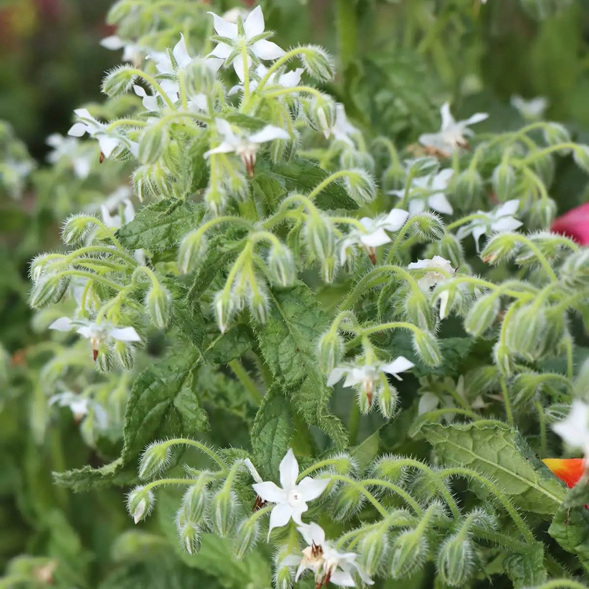 Borago officinalis ( บอเรจสีขาว ) 35 เมล็ด