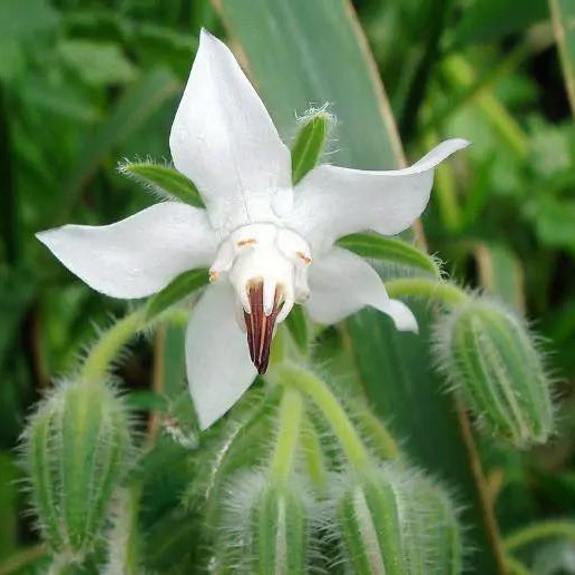 Borago officinalis ( บอเรจสีขาว ) 35 เมล็ด