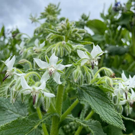 Borago officinalis ( บอเรจสีขาว ) 35 เมล็ด