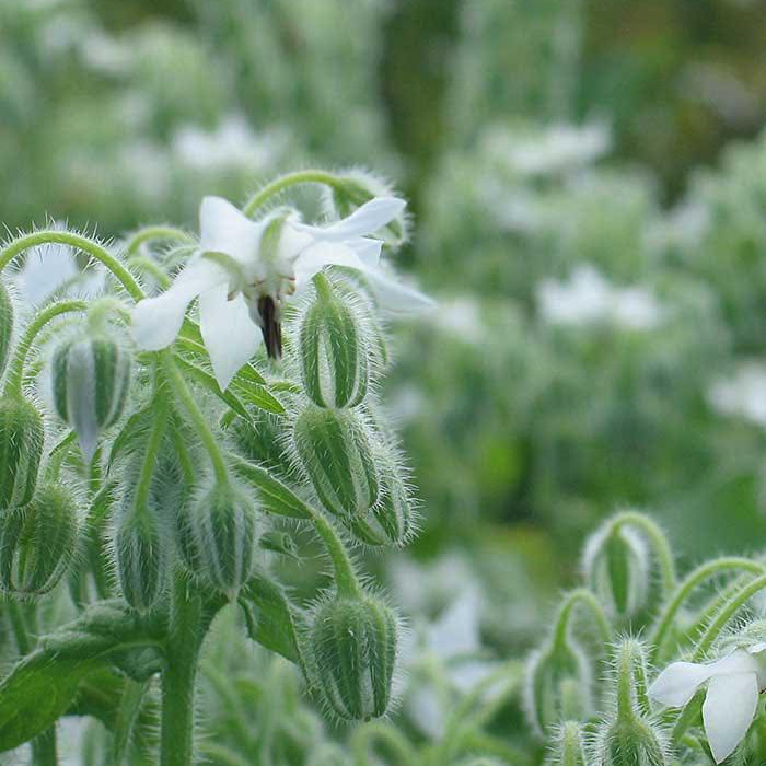 Borago officinalis ( บอเรจสีขาว ) 35 เมล็ด