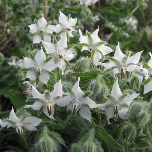 Borago officinalis ( บอเรจสีขาว ) 35 เมล็ด