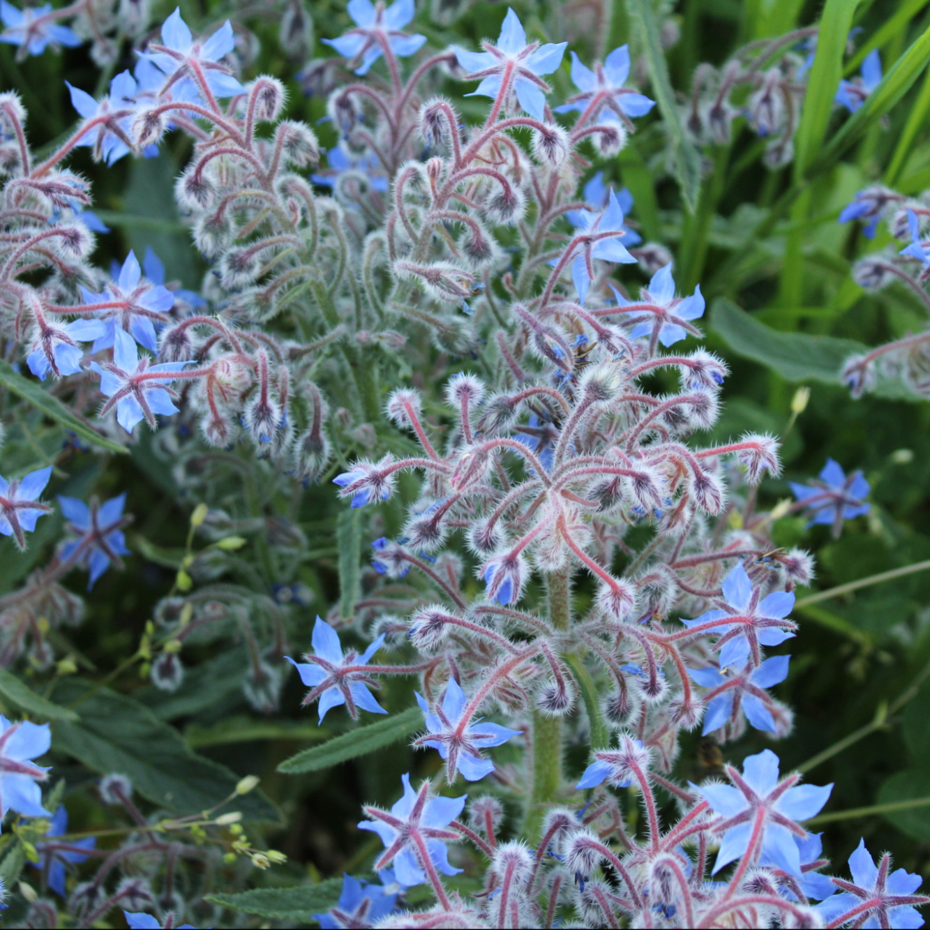 Borage officinalis (โบราจ) 50 เมล็ด