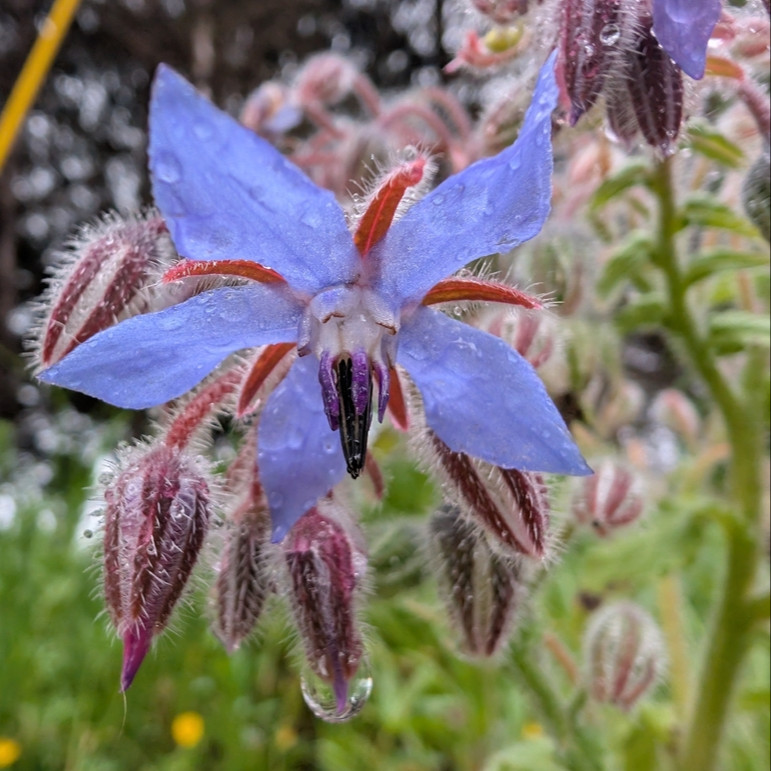 Borage officinalis (โบราจ) 50 เมล็ด