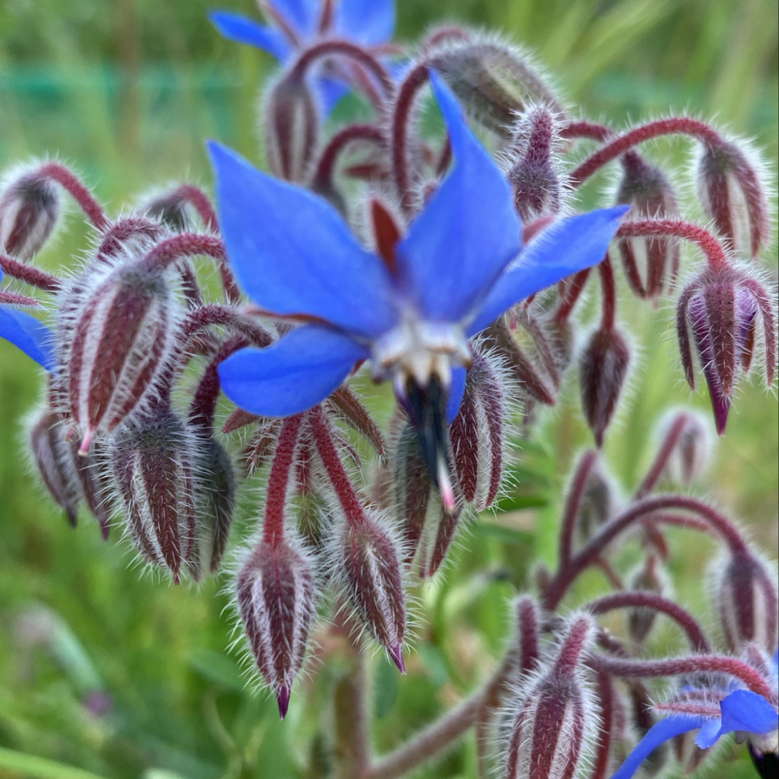 Borage officinalis (โบราจ) 50 เมล็ด