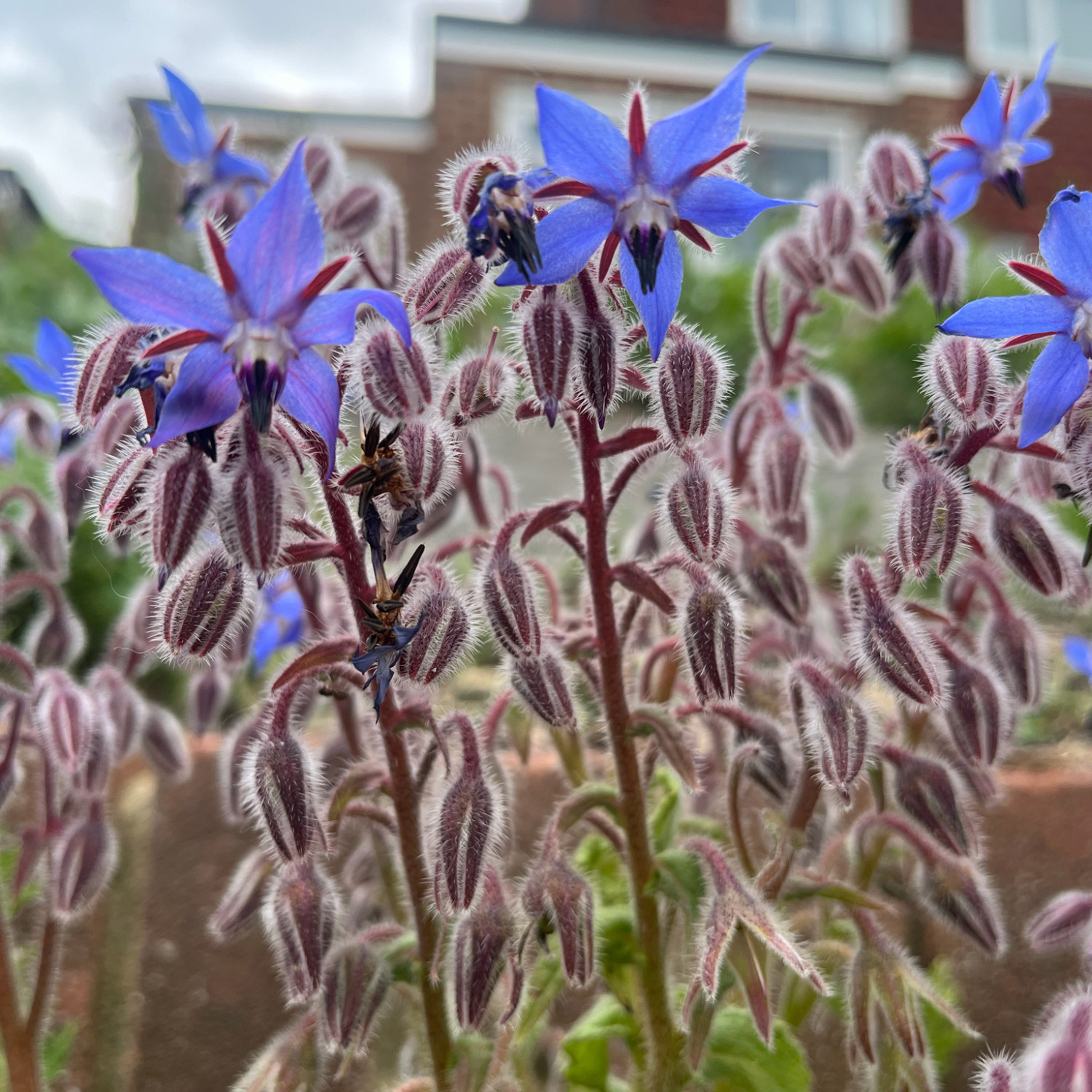 Borage officinalis (โบราจ) 50 เมล็ด