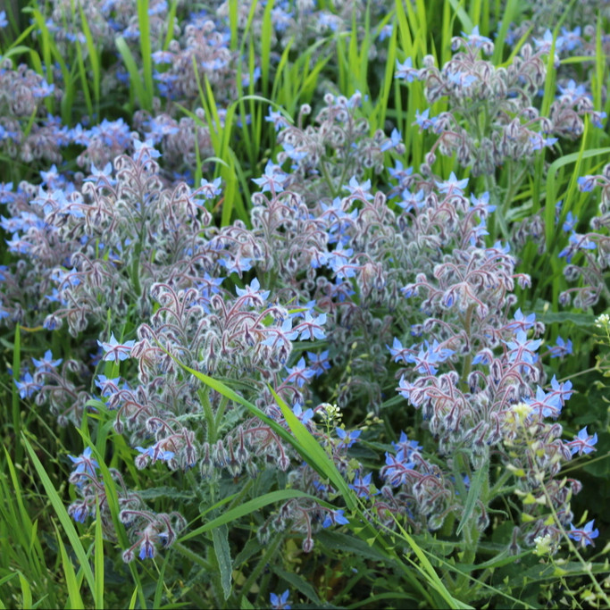 Borage officinalis (โบราจ) 50 เมล็ด
