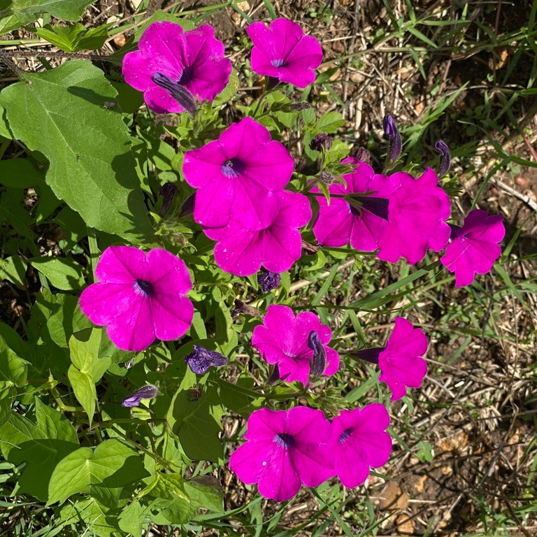 Petunia violacea ( พิทูเนียป่า ) 200 เมล็ด นำเข้า อเมริกา