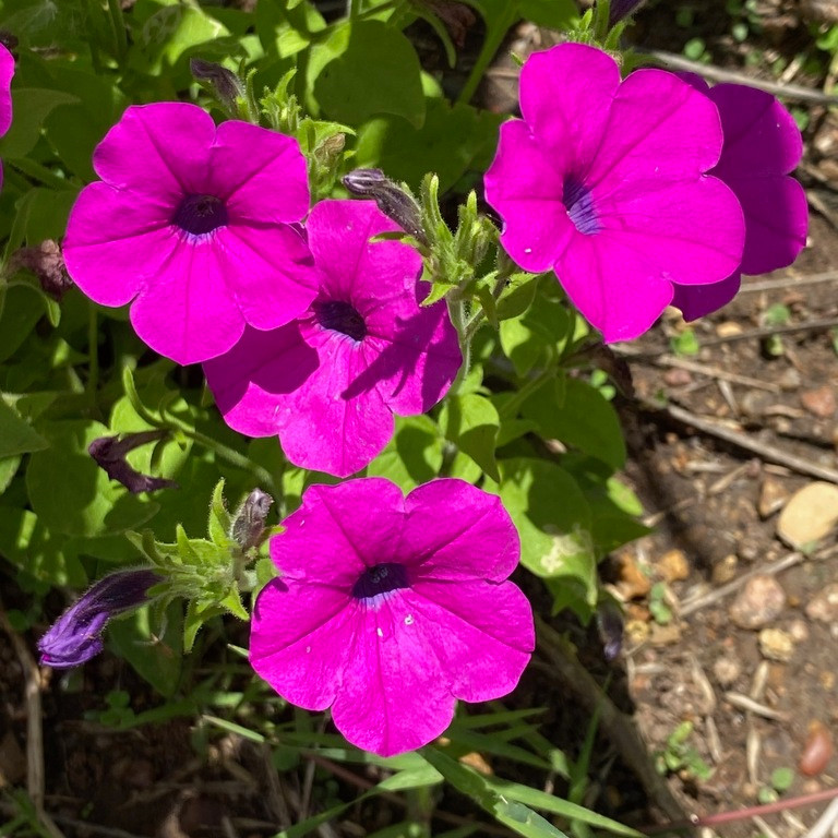 Petunia violacea ( พิทูเนียป่า ) 200 เมล็ด นำเข้า อเมริกา
