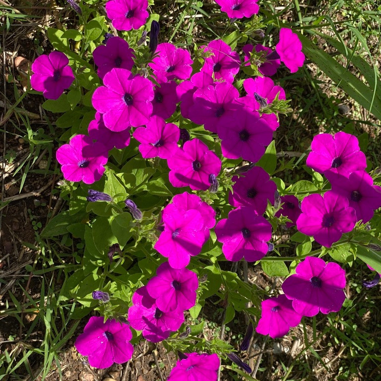 Petunia violacea ( พิทูเนียป่า ) 200 เมล็ด นำเข้า อเมริกา