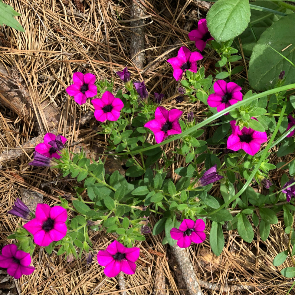 Petunia violacea ( พิทูเนียป่า ) 200 เมล็ด นำเข้า อเมริกา