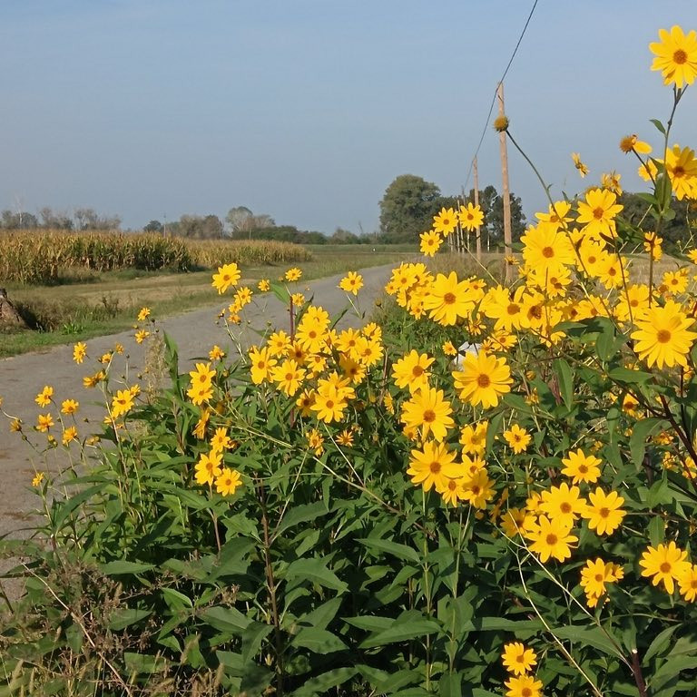 Helianthus Laetiflorus ( ทานตะวันป่าโชวี่ ) 35 เมล็ด นำเข้าจาก อเมริกา