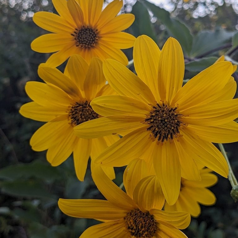 Helianthus Laetiflorus ( ทานตะวันป่าโชวี่ ) 35 เมล็ด นำเข้าจาก อเมริกา