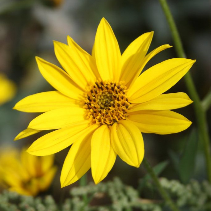 Helianthus Laetiflorus ( ทานตะวันป่าโชวี่ ) 35 เมล็ด นำเข้าจาก อเมริกา