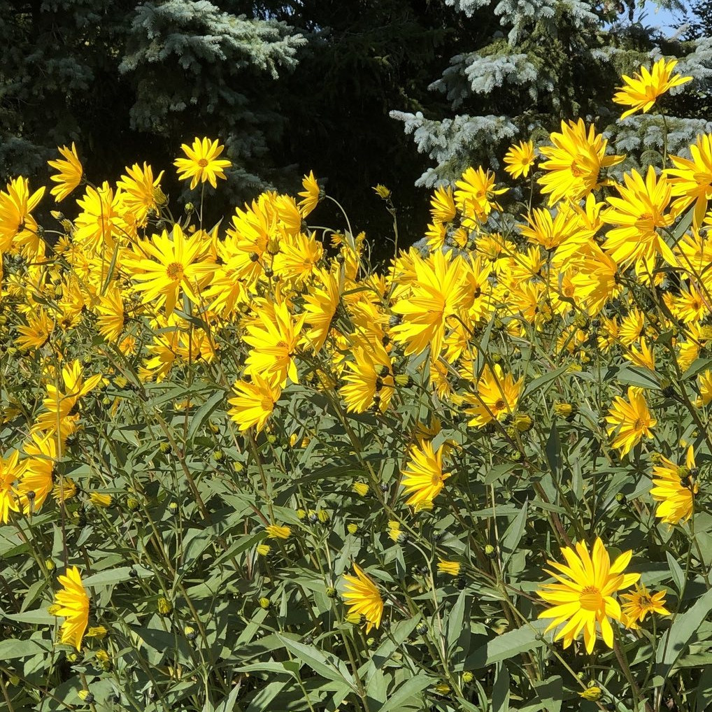 Helianthus Laetiflorus ( ทานตะวันป่าโชวี่ ) 35 เมล็ด นำเข้าจาก อเมริกา