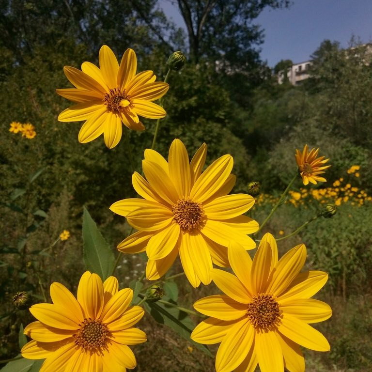 Helianthus Laetiflorus ( ทานตะวันป่าโชวี่ ) 35 เมล็ด นำเข้าจาก อเมริกา