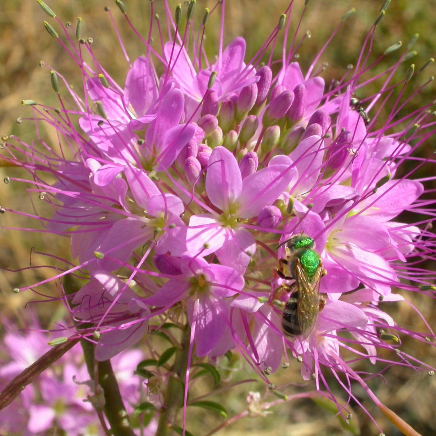 Cleome Serrulata ( ต้นผึ้งร๊อกกี้เมาน์เทน ) 100 เมล็ด