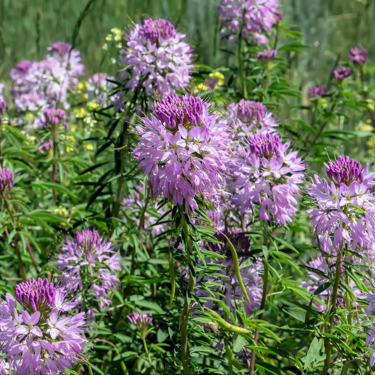 Cleome Serrulata ( ต้นผึ้งร๊อกกี้เมาน์เทน ) 100 เมล็ด