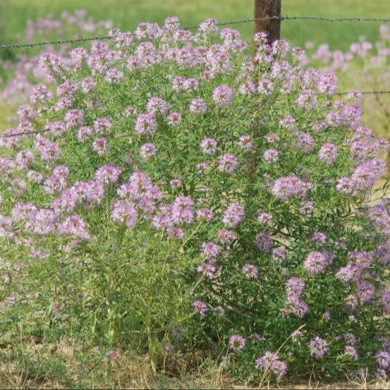 Cleome Serrulata ( ต้นผึ้งร๊อกกี้เมาน์เทน ) 100 เมล็ด