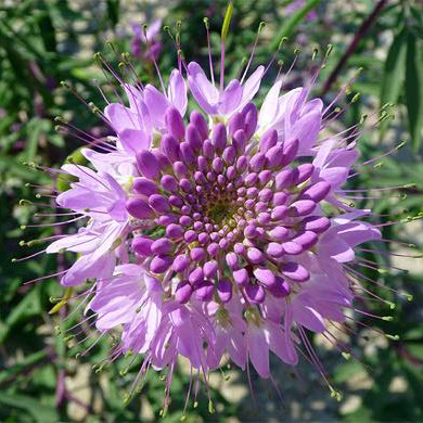 Cleome Serrulata ( ต้นผึ้งร๊อกกี้เมาน์เทน ) 100 เมล็ด