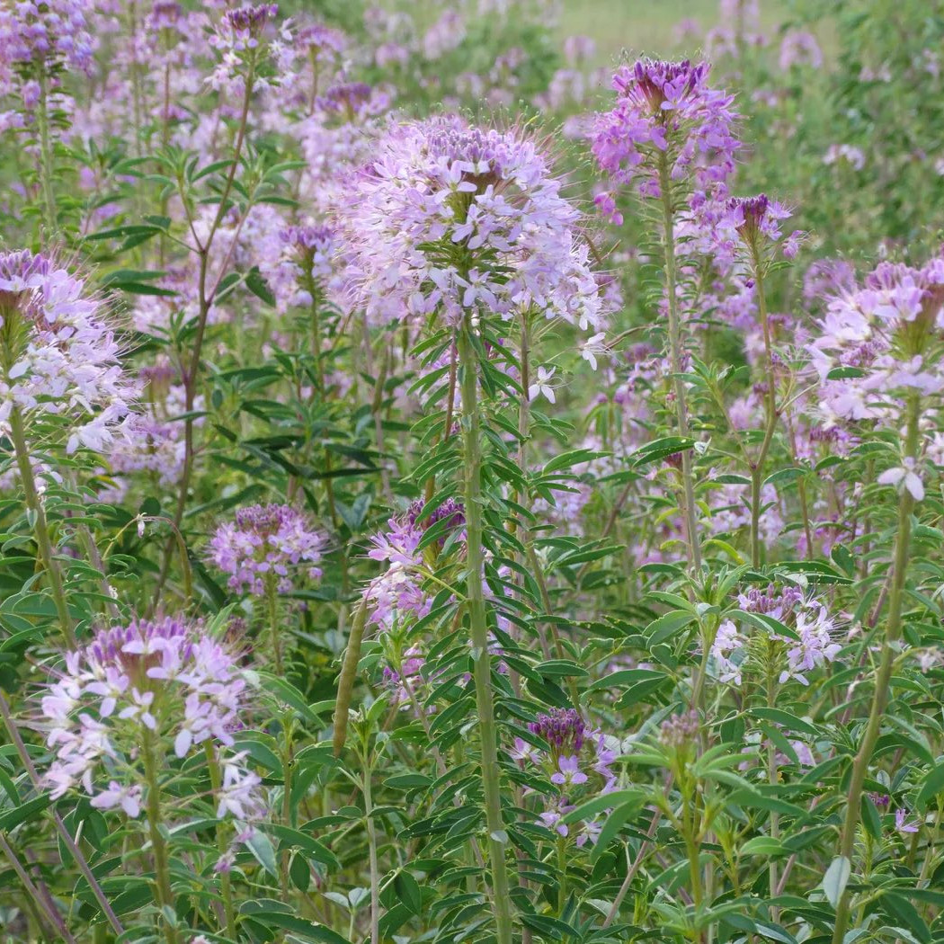 Cleome Serrulata ( ต้นผึ้งร๊อกกี้เมาน์เทน ) 100 เมล็ด