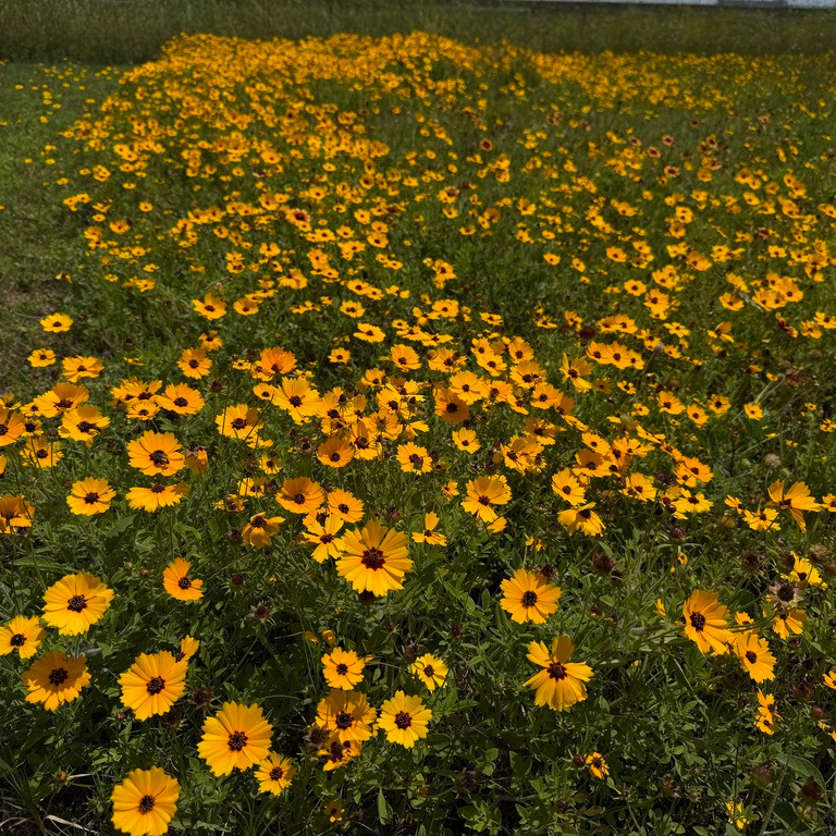 Coreopsis basalis ( ซันเบิร์สต์ คอรีออปซิส ) 80 เมล็ด นำเข้า จาก อเมริกา